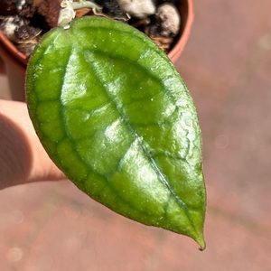 Hoya tequila sunrise